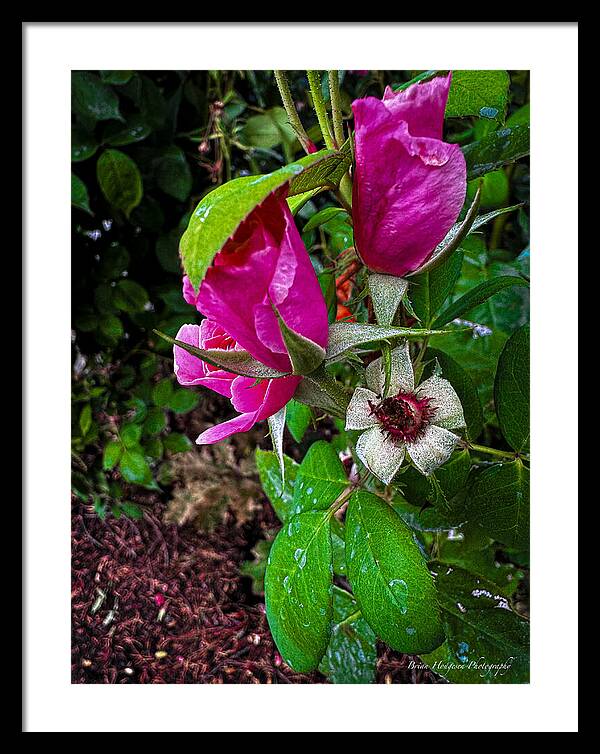 After the rain  - Framed Print