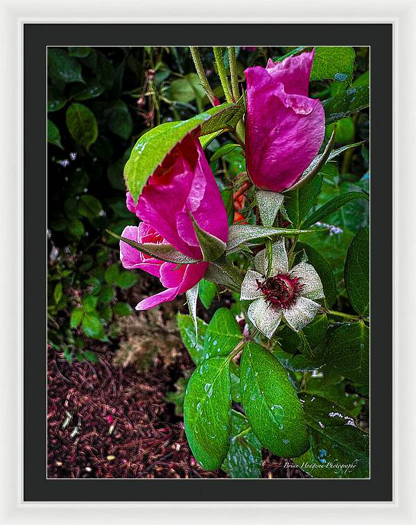 After the rain  - Framed Print