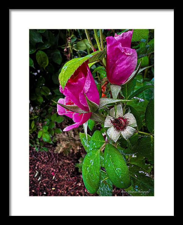After the rain  - Framed Print