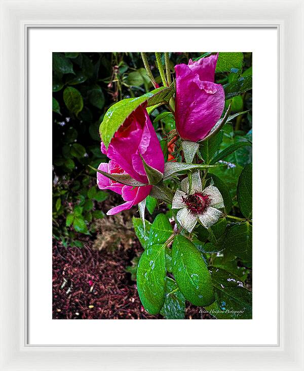 After the rain  - Framed Print