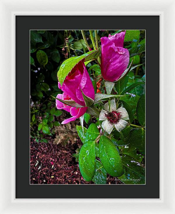After the rain  - Framed Print