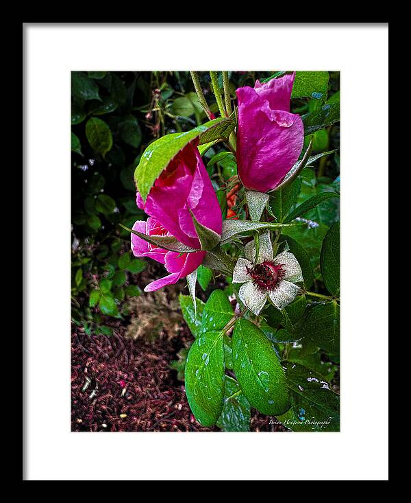 After the rain  - Framed Print