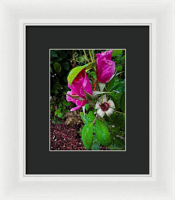 After the rain  - Framed Print