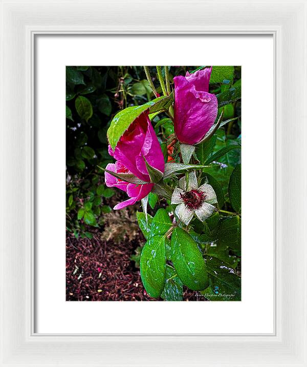 After the rain  - Framed Print