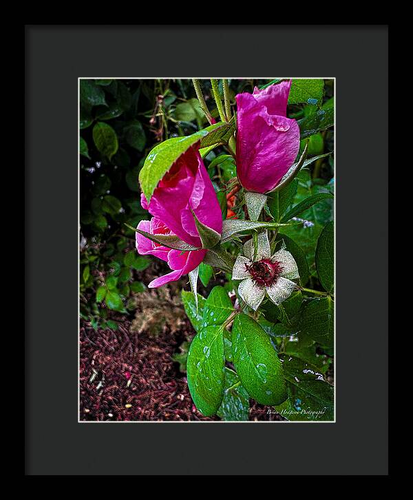 After the rain  - Framed Print