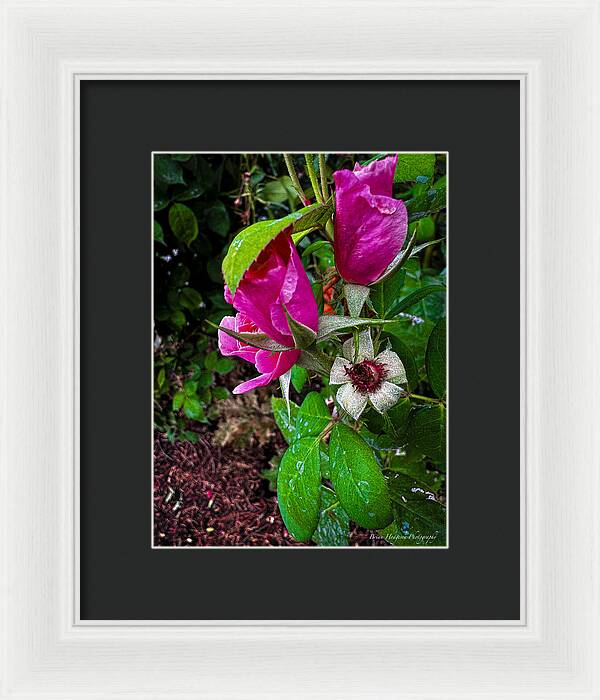 After the rain  - Framed Print