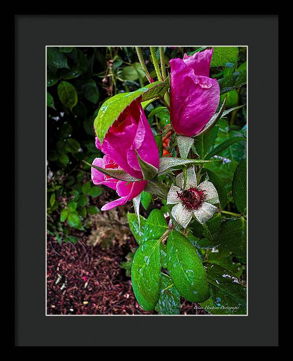 After the rain  - Framed Print