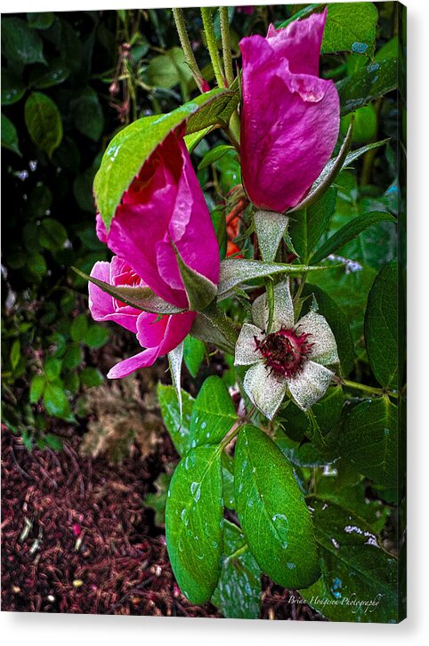 After the rain  - Acrylic Print