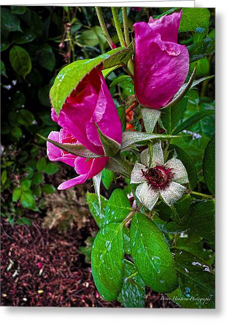 After the rain  - Greeting Card