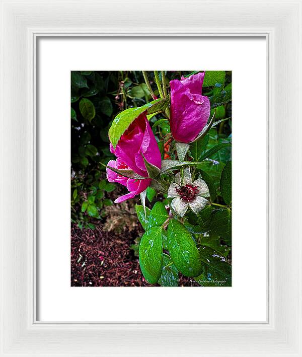 After the rain  - Framed Print