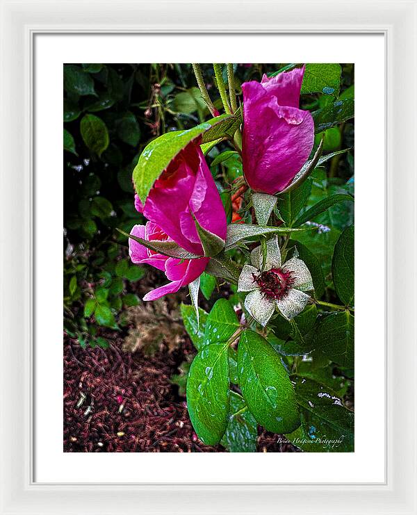 After the rain  - Framed Print