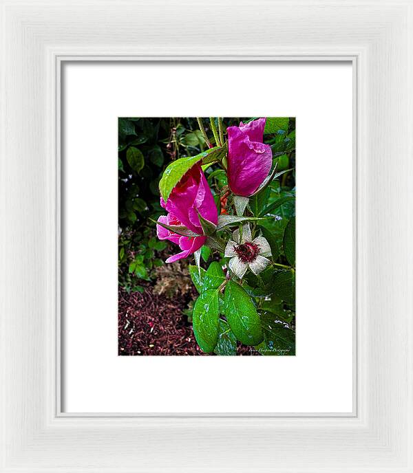 After the rain  - Framed Print
