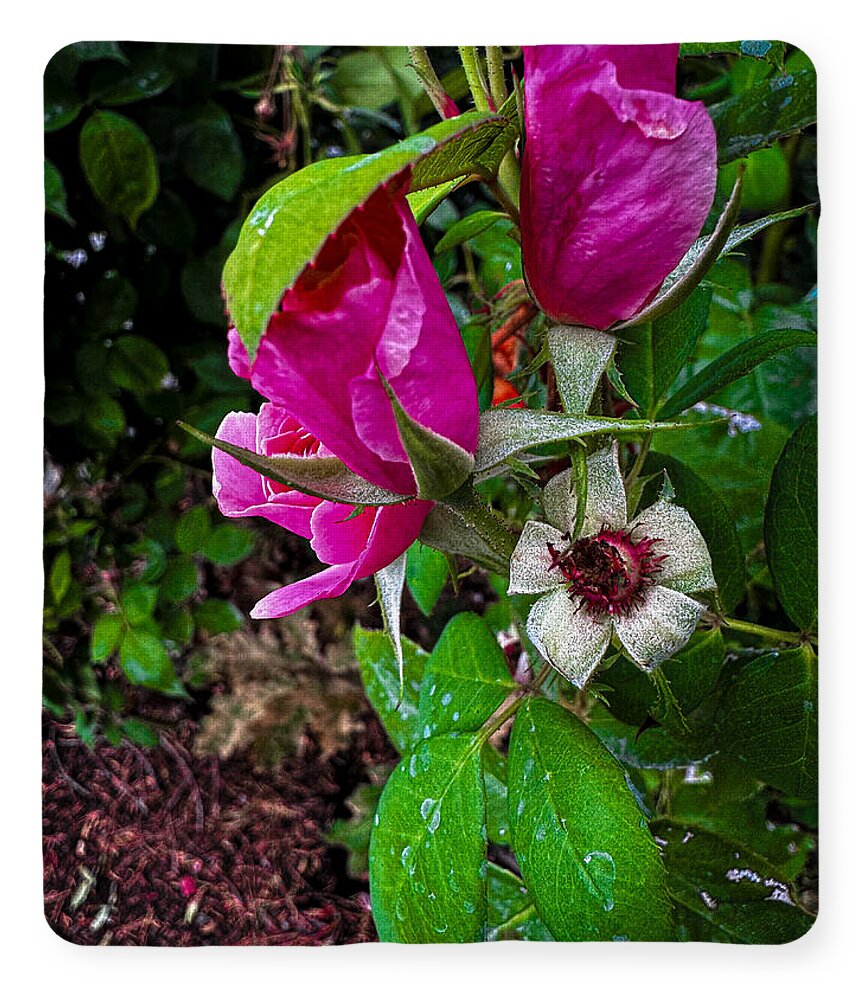 After the rain  - Blanket