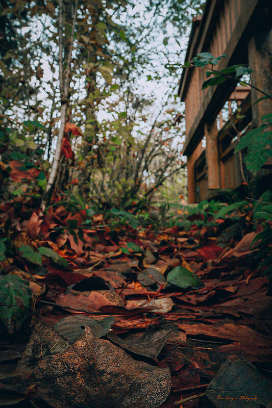 Autum leaves  - Art Print