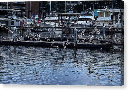 Birds at the Dock - Canvas Print