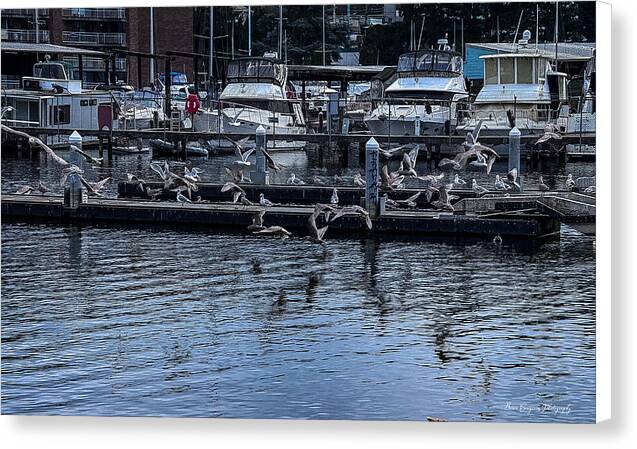 Birds at the Dock - Canvas Print