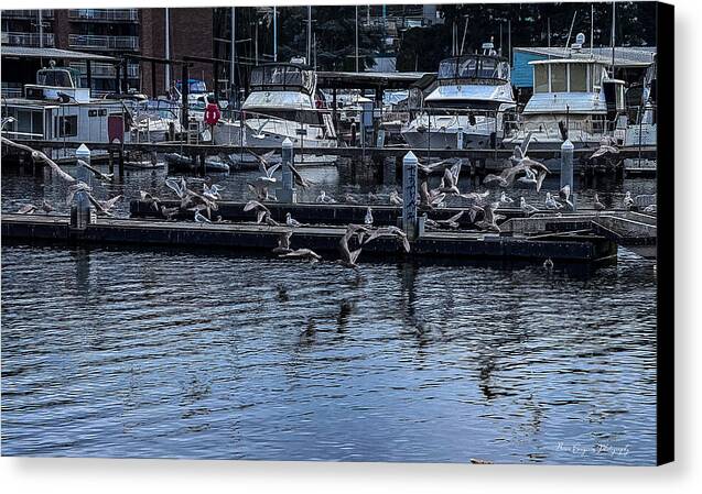 Birds at the Dock - Canvas Print