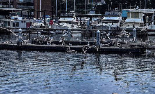 Birds at the Dock - Art Print