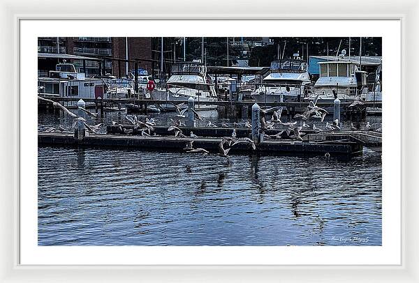 Birds at the Dock - Framed Print