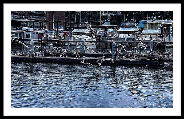 Birds at the Dock - Framed Print