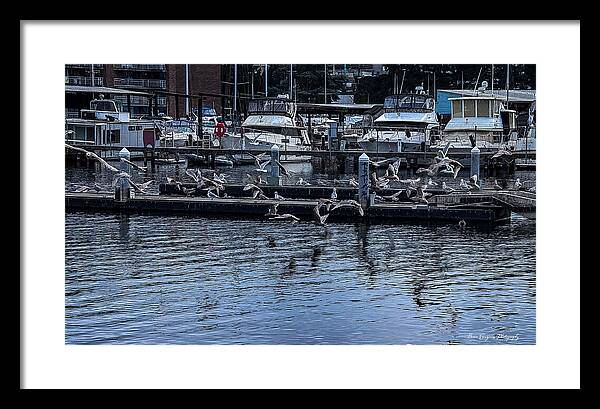 Birds at the Dock - Framed Print