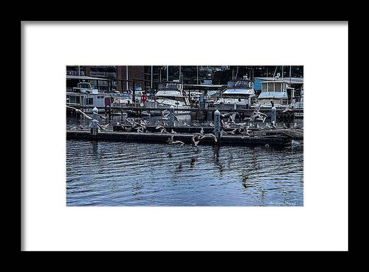 Birds at the Dock - Framed Print