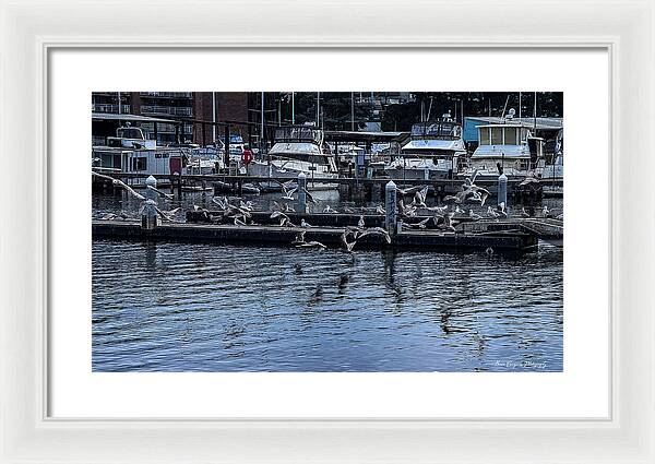 Birds at the Dock - Framed Print