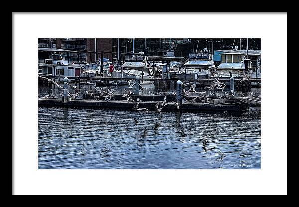 Birds at the Dock - Framed Print