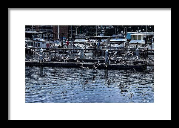 Birds at the Dock - Framed Print
