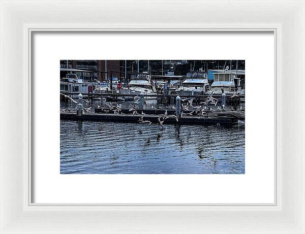 Birds at the Dock - Framed Print