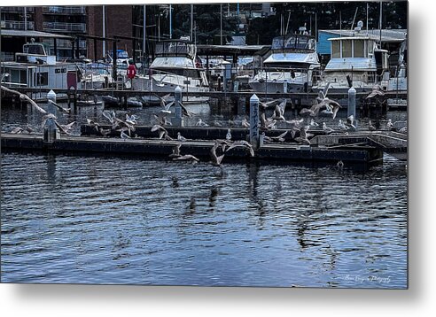 Birds at the Dock - Metal Print