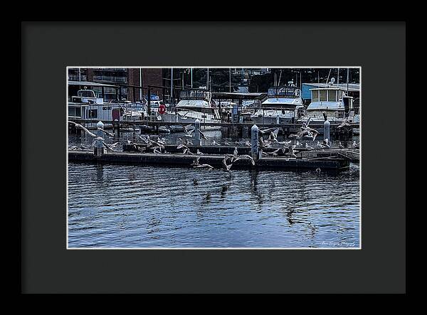 Birds at the Dock - Framed Print