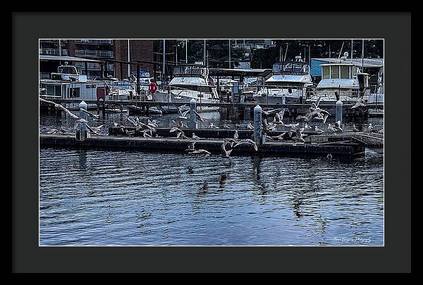 Birds at the Dock - Framed Print