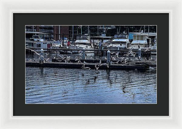 Birds at the Dock - Framed Print