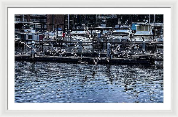 Birds at the Dock - Framed Print