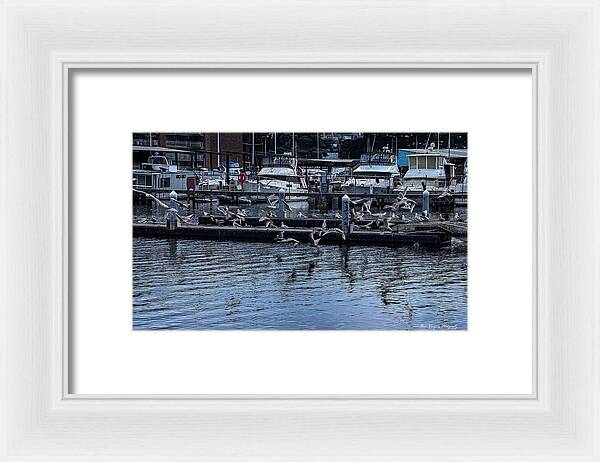 Birds at the Dock - Framed Print