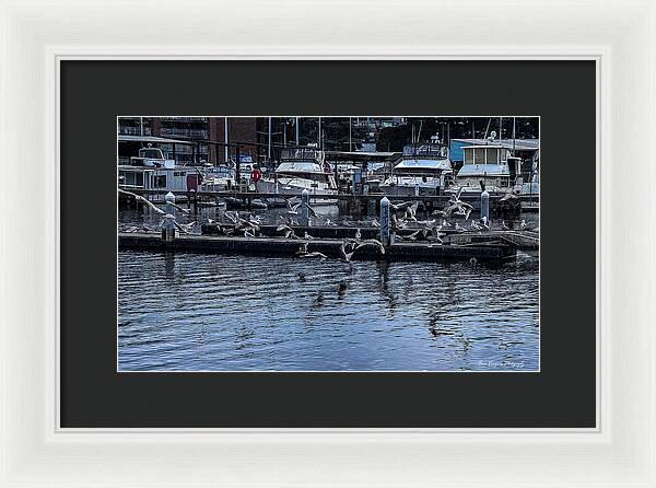Birds at the Dock - Framed Print