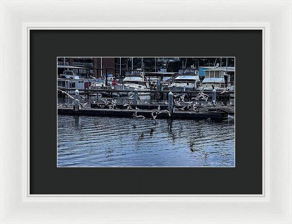 Birds at the Dock - Framed Print