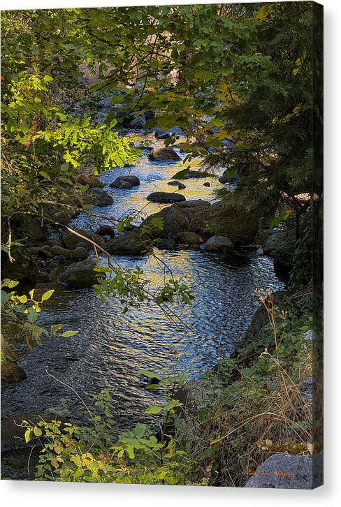 Creek  - Canvas Print