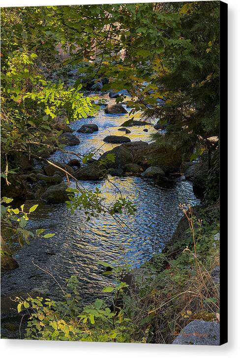 Creek  - Canvas Print