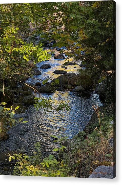 Creek  - Acrylic Print