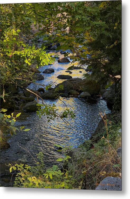 Creek  - Metal Print