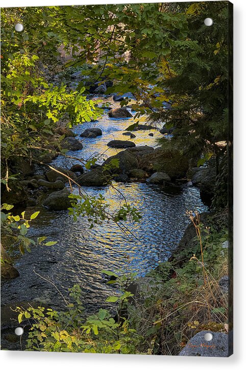 Creek  - Acrylic Print