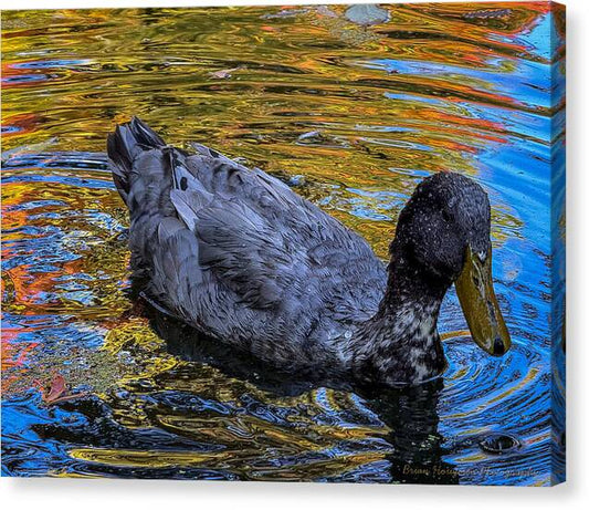 Duck in the pond  - Canvas Print