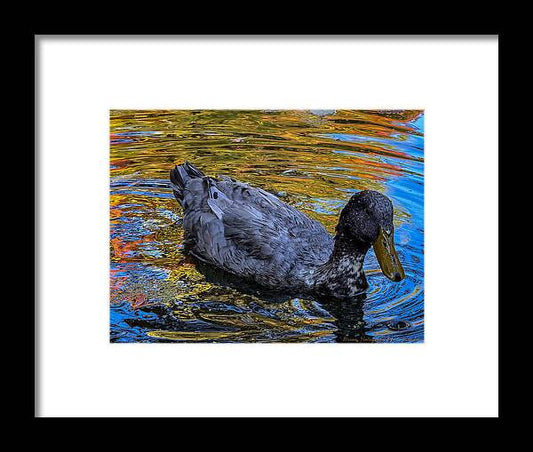Duck in the pond  - Framed Print