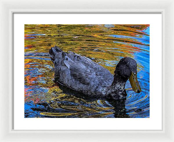 Duck in the pond  - Framed Print