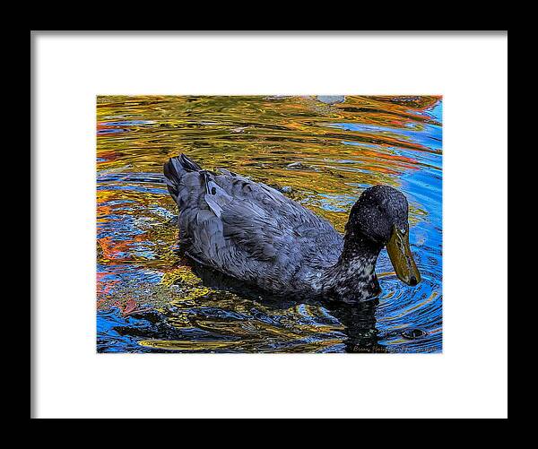 Duck in the pond  - Framed Print