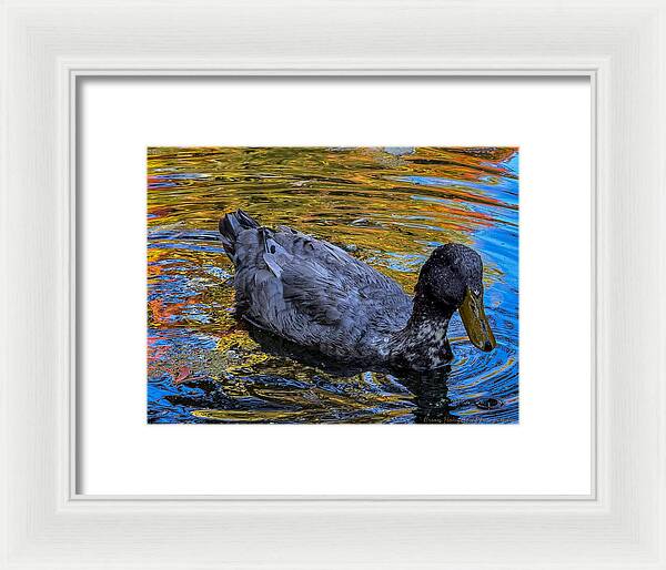 Duck in the pond  - Framed Print