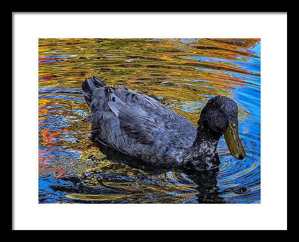 Duck in the pond  - Framed Print