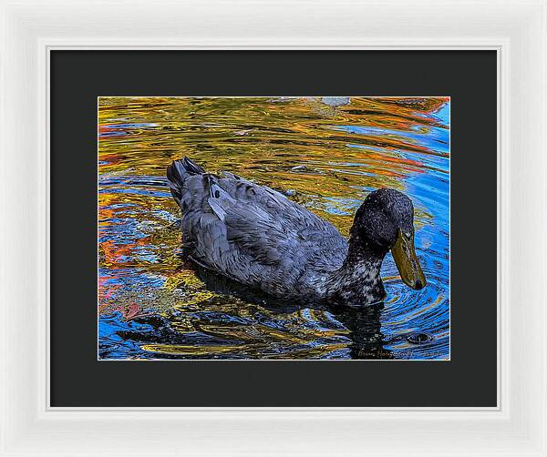Duck in the pond  - Framed Print